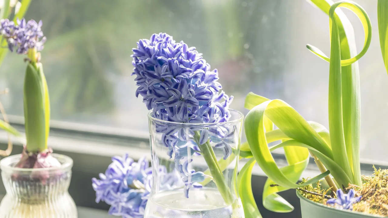 花与茶 · 曼彻斯特