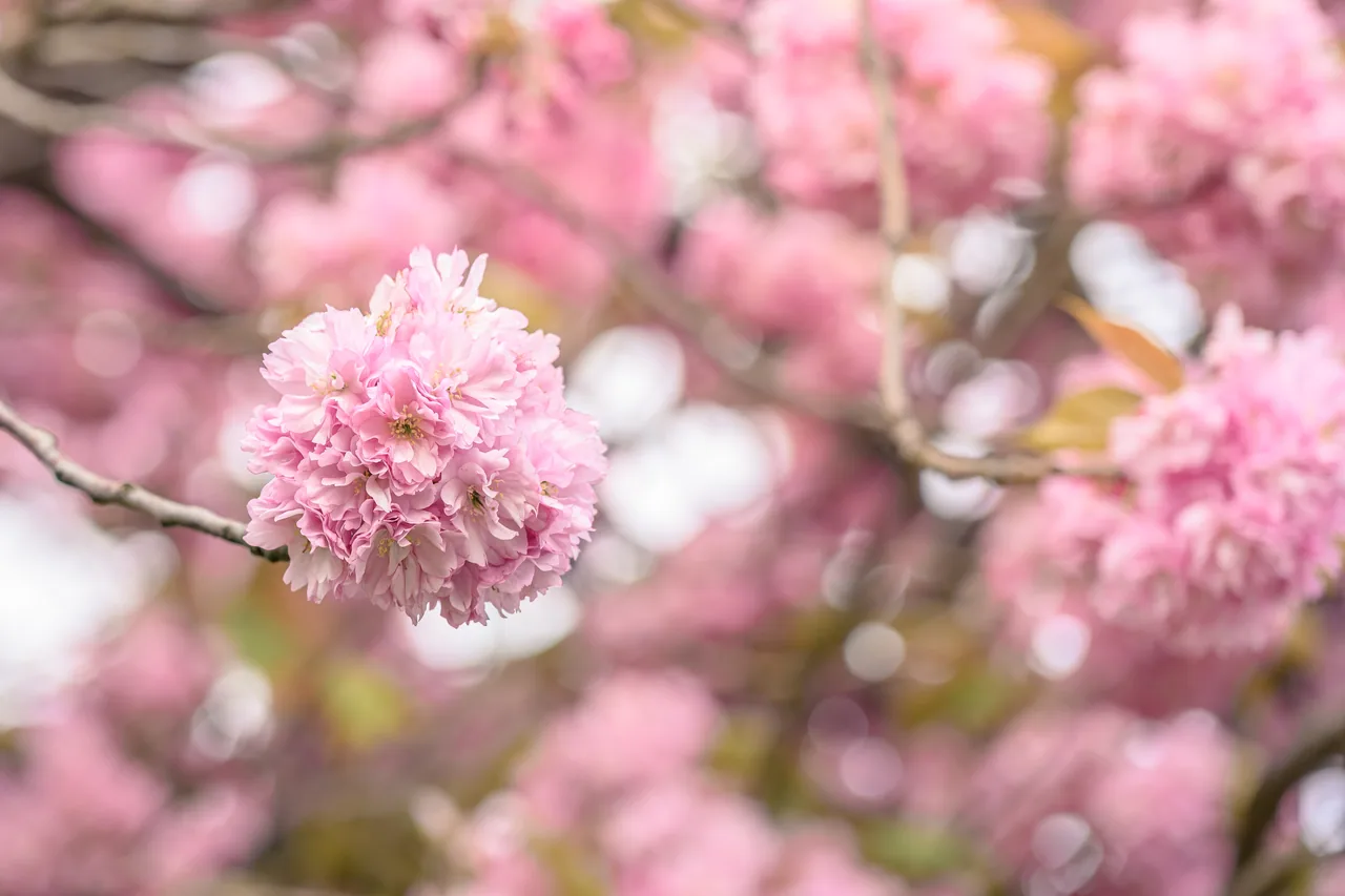花与茶 · 曼彻斯特