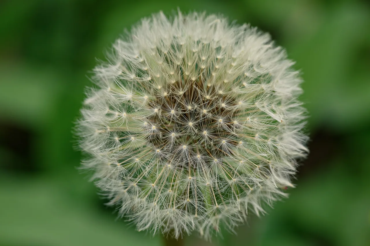 花与茶 · 曼彻斯特