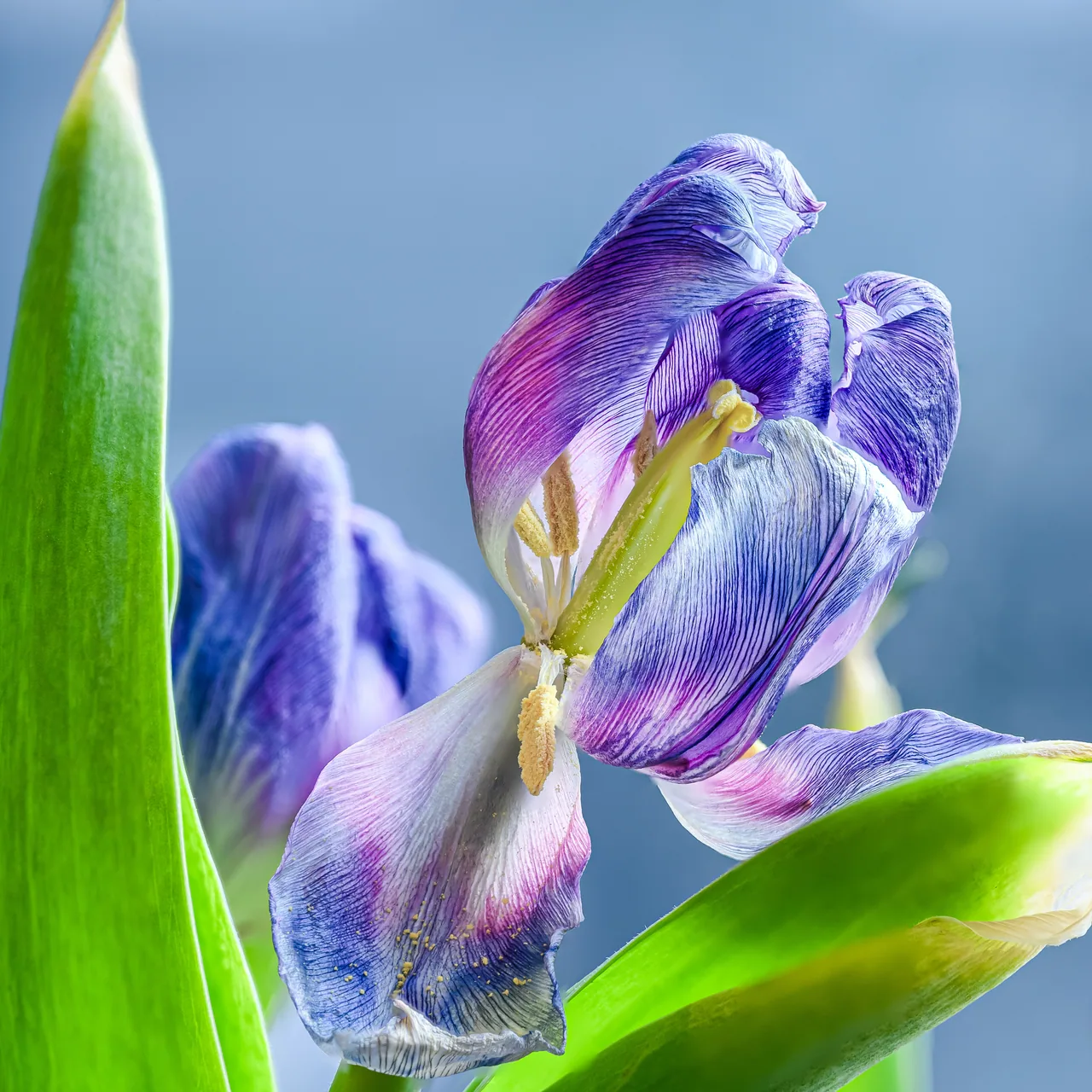 花与茶 · 曼彻斯特