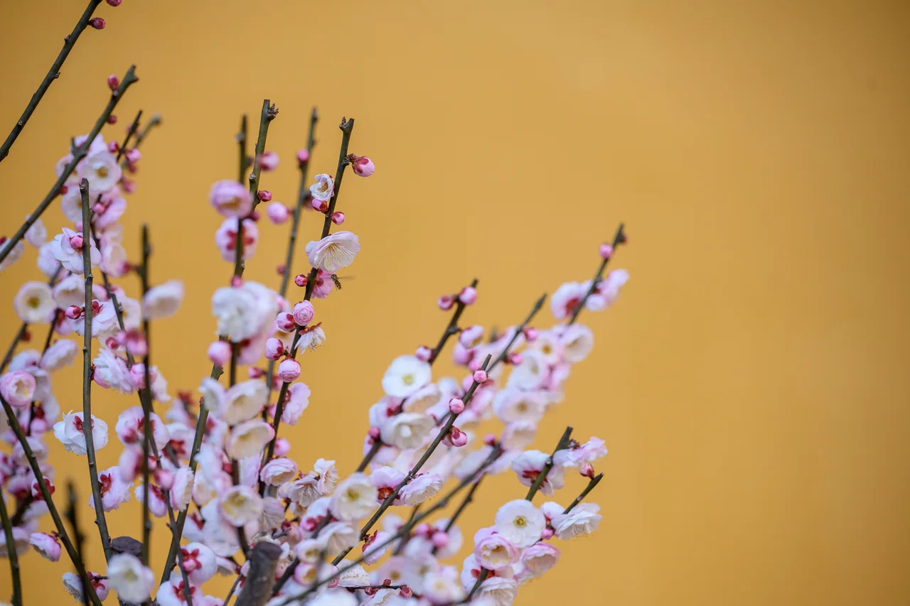 花与茶