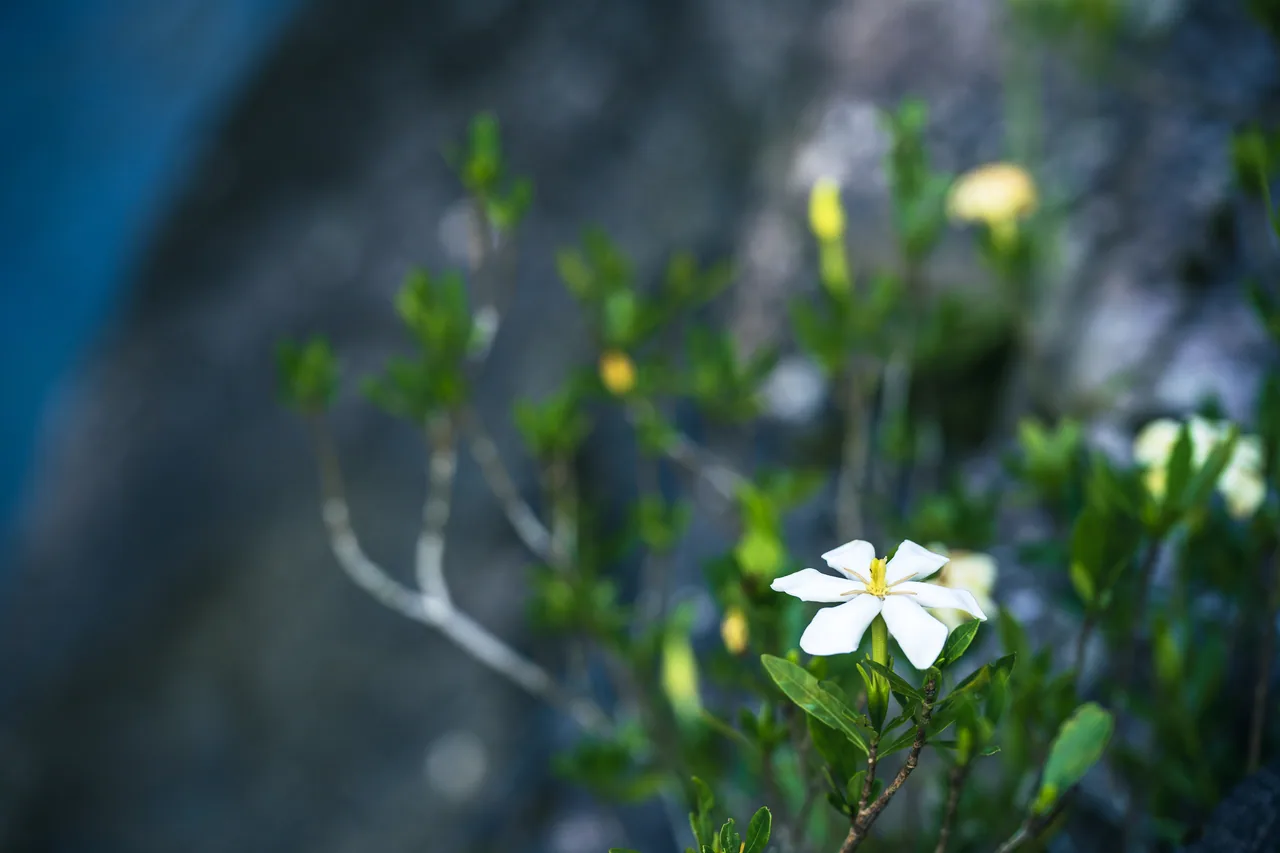 花与茶