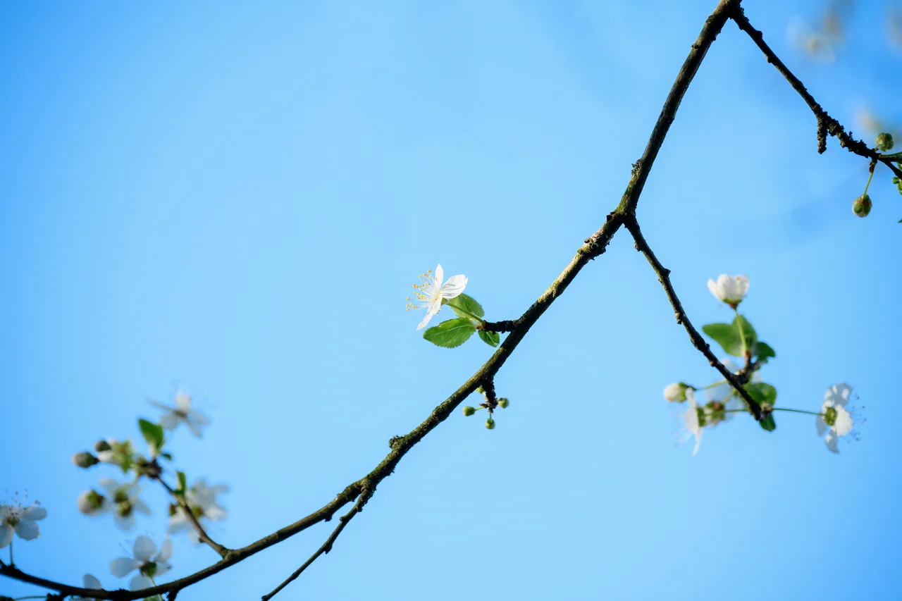 花与茶