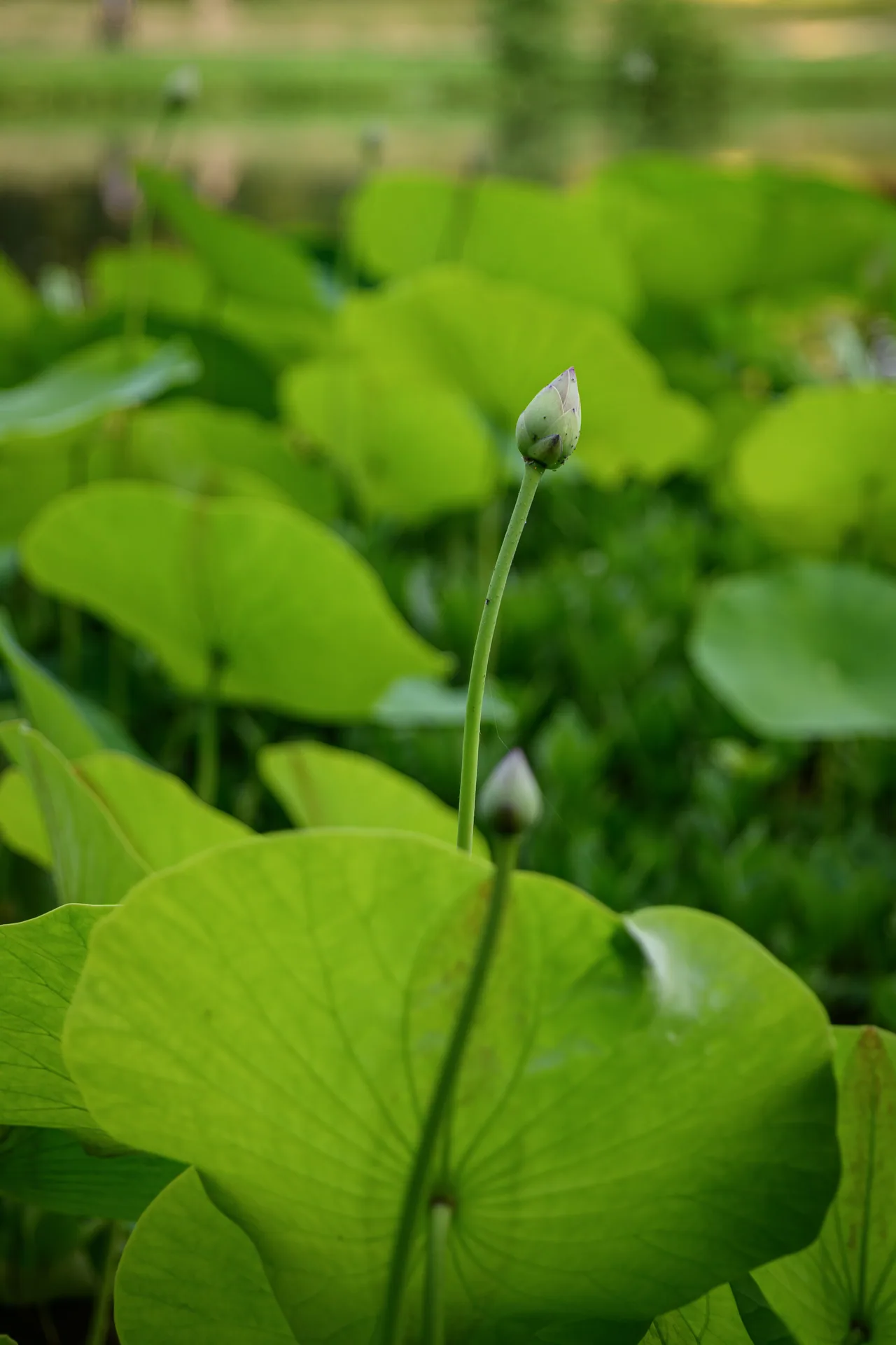 雷恩四季
