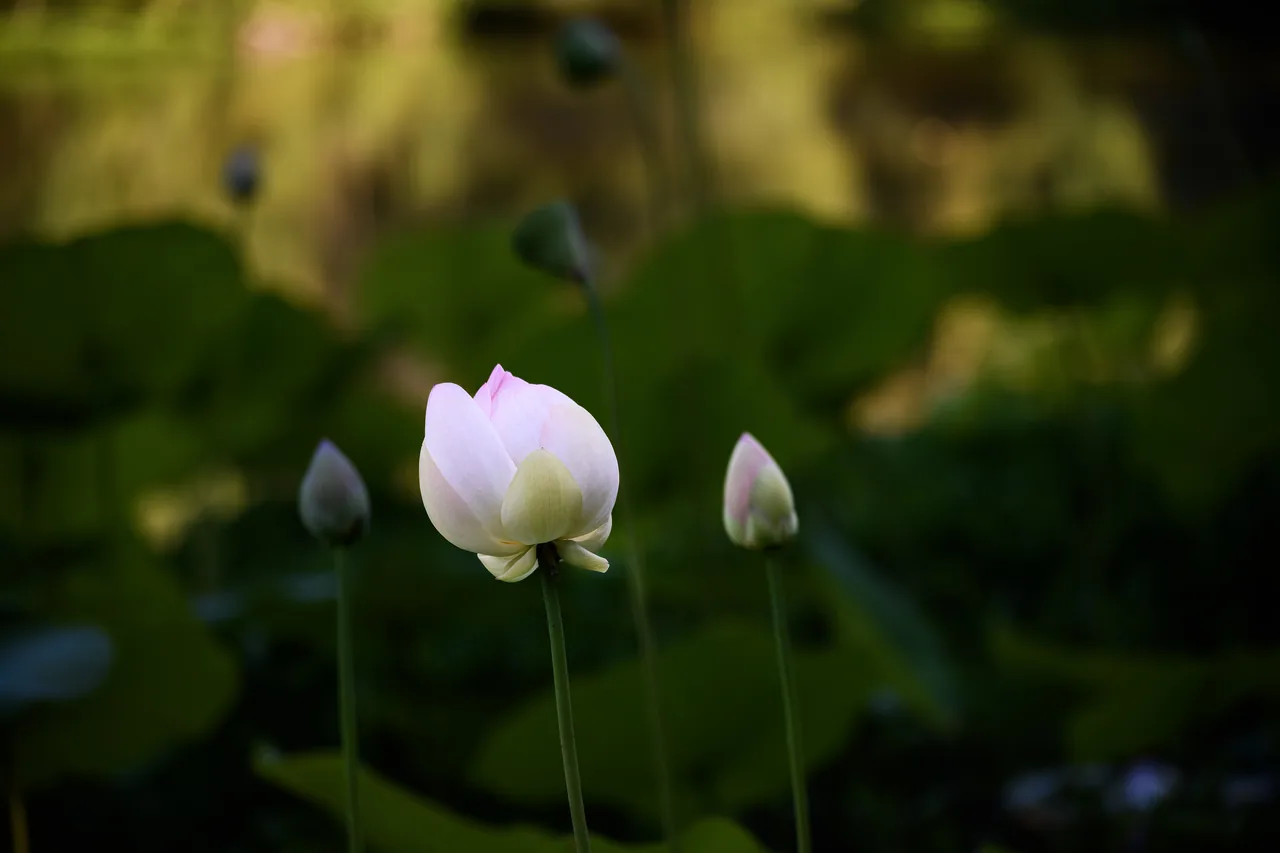 雷恩四季