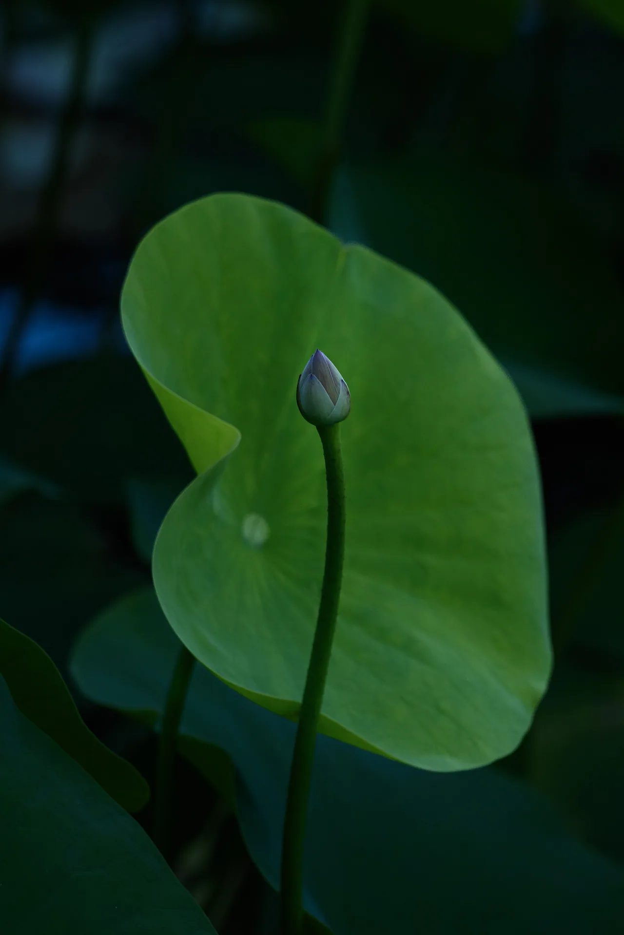 雷恩四季