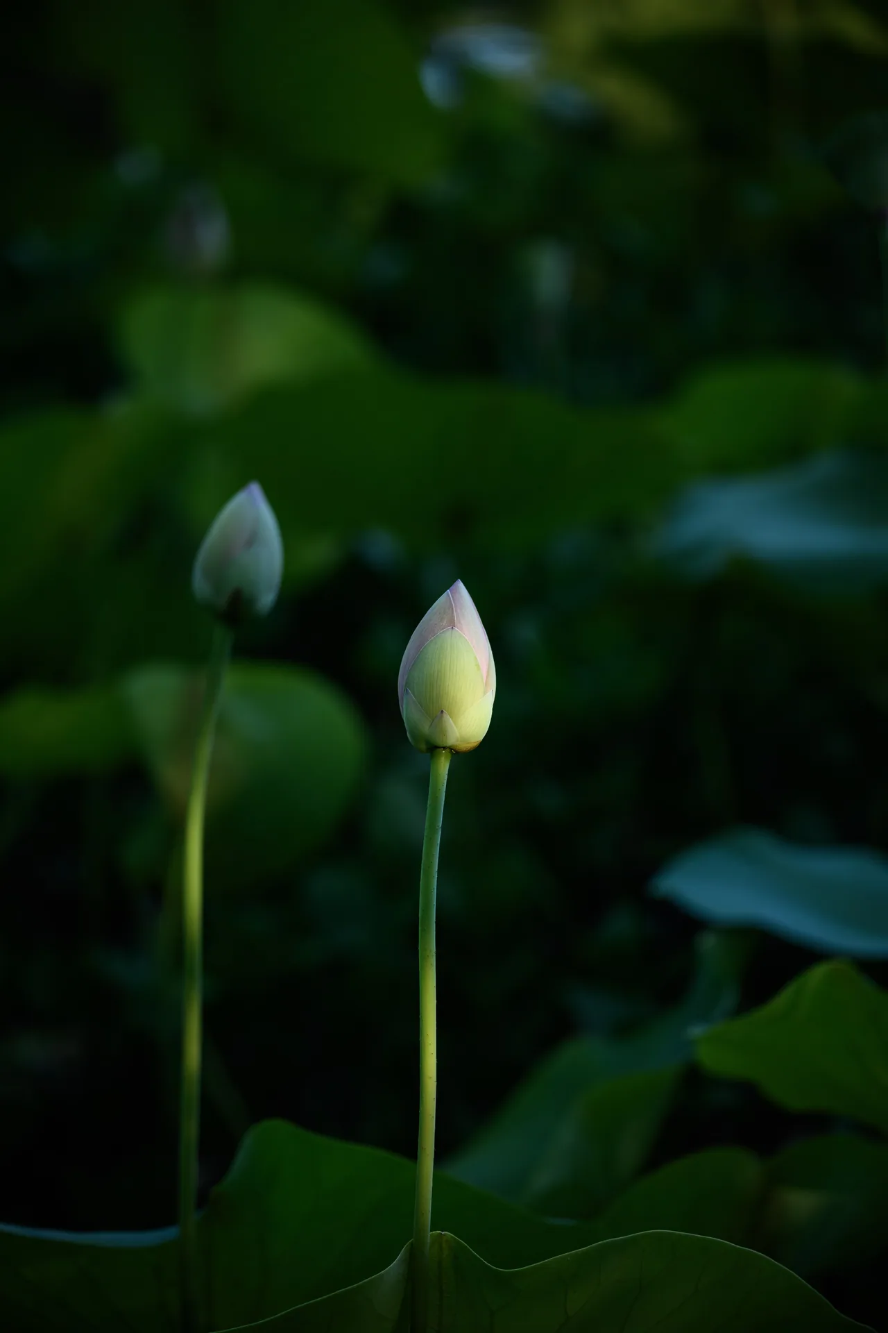 雷恩四季