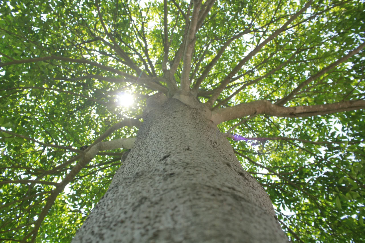 长沙 · 草木四季