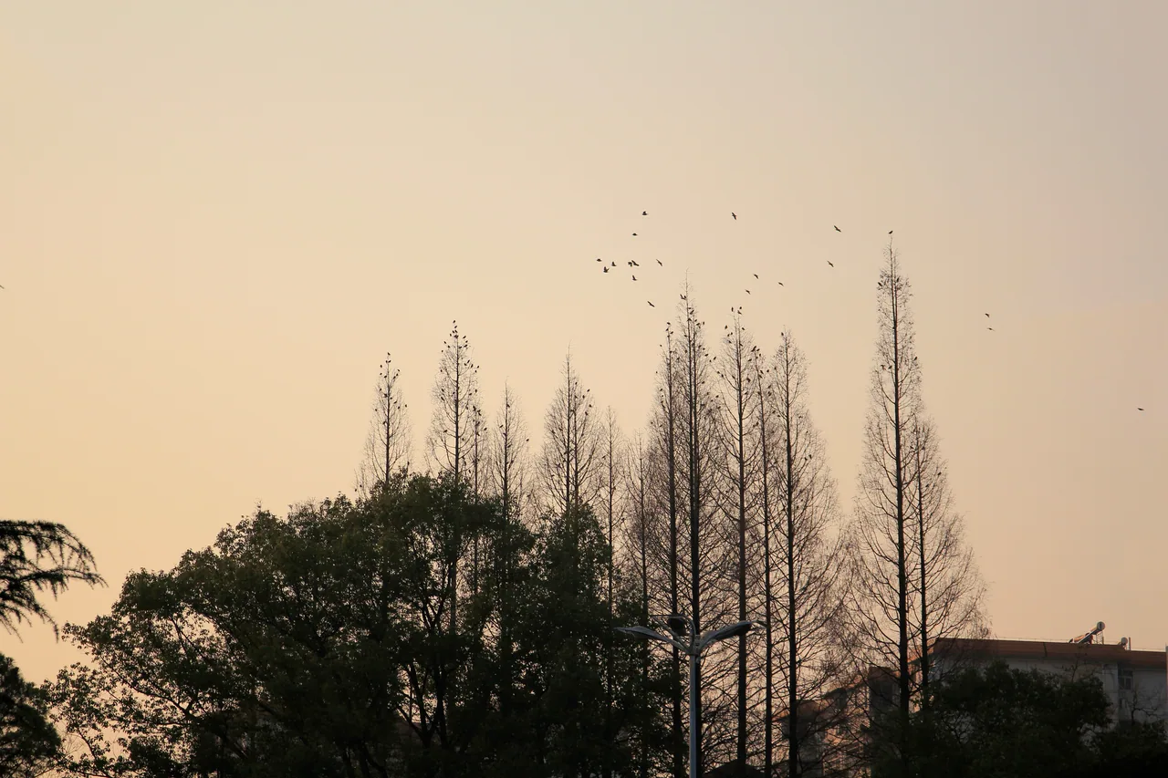 长沙 · 草木四季 · 长沙