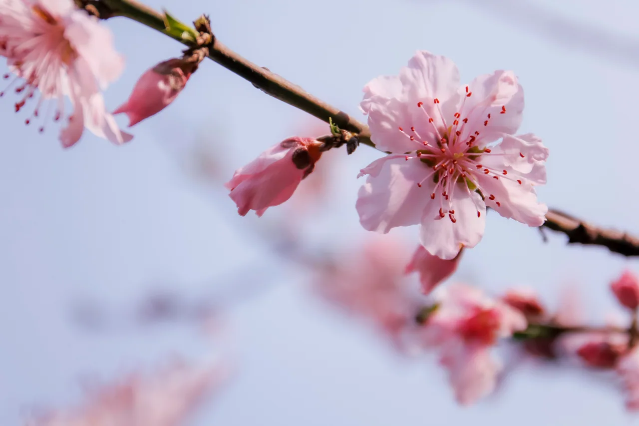 长沙 · 草木四季 · 长沙