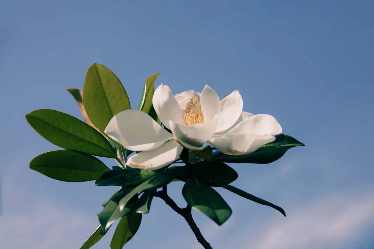 长沙 · 草木四季 · 长沙