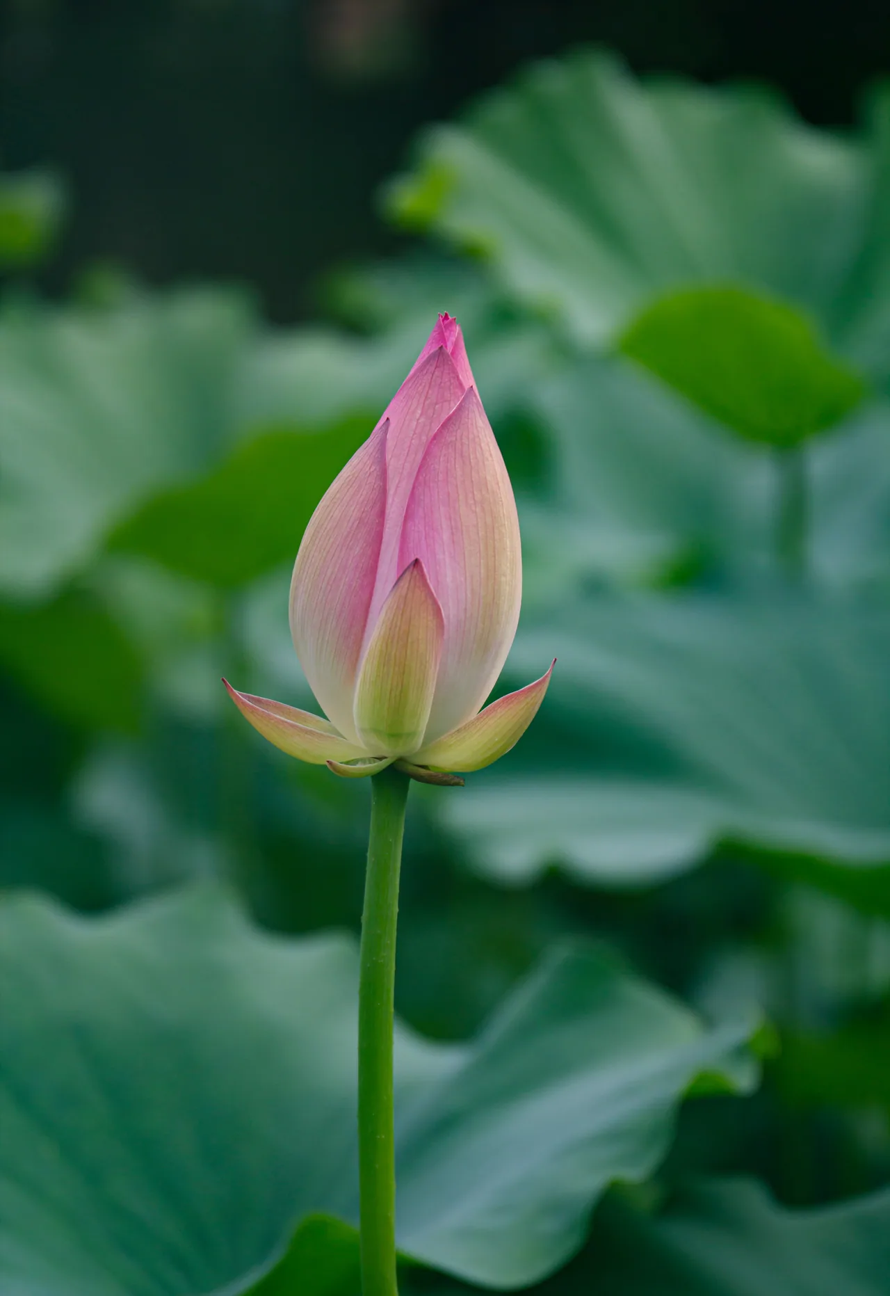 长沙 · 草木四季 · 长沙