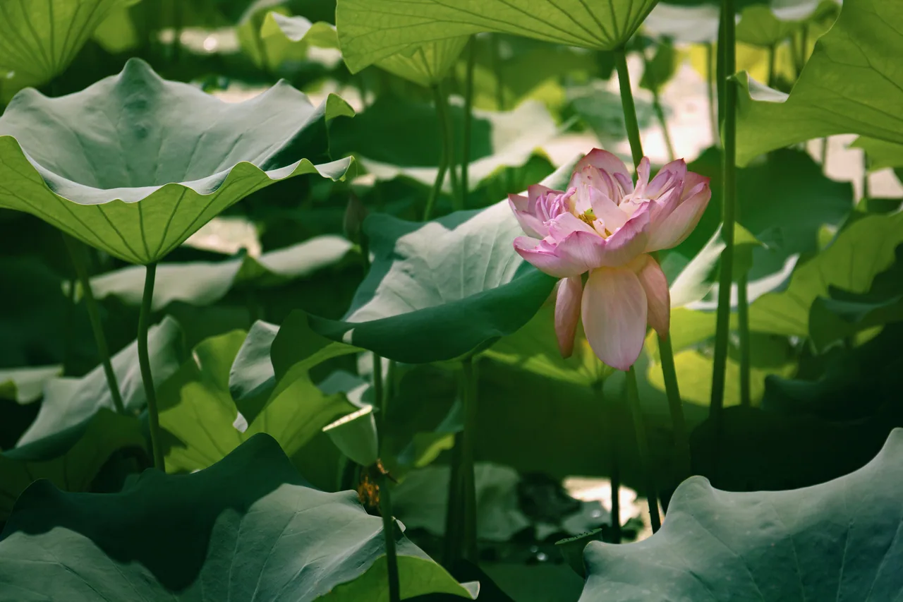 长沙 · 草木四季 · 长沙