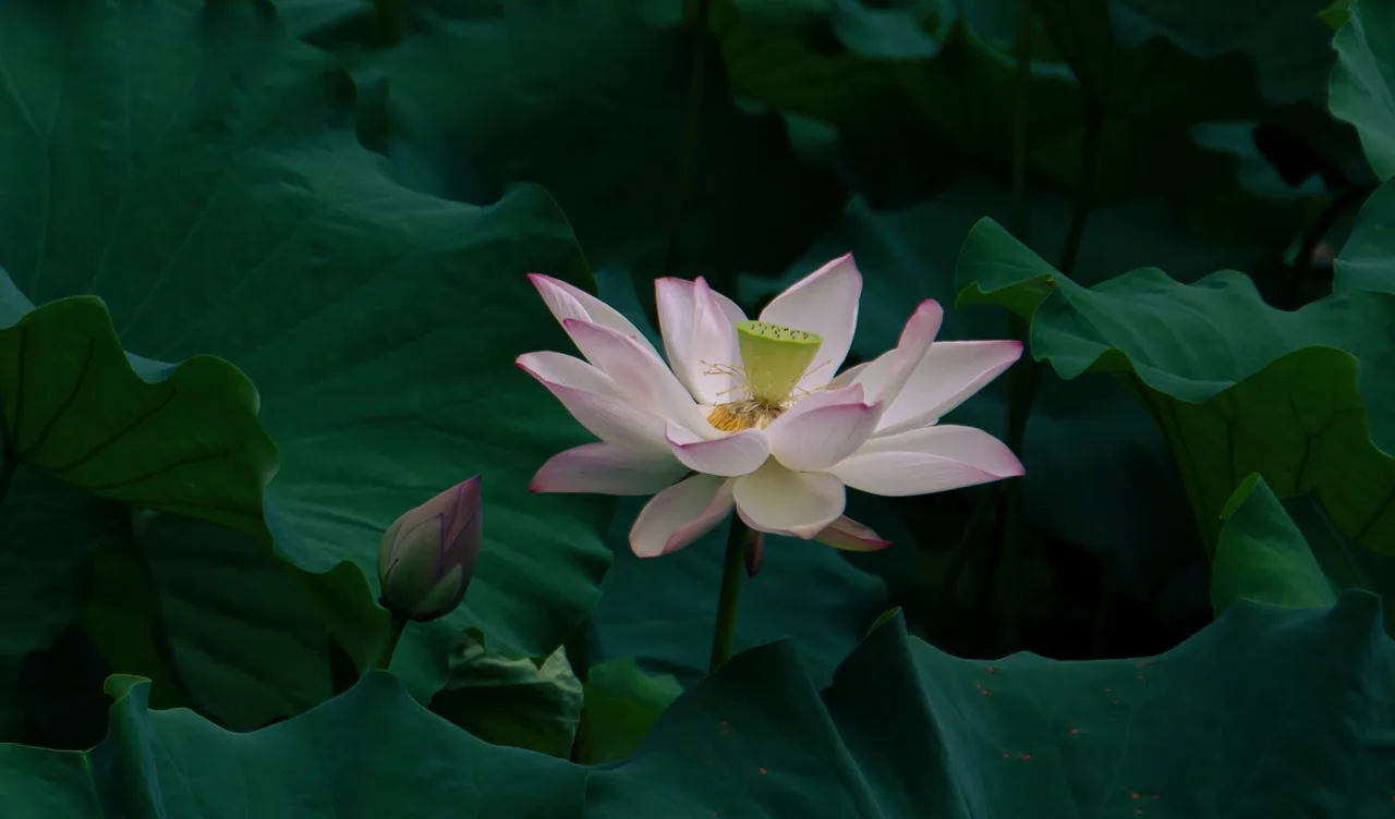 长沙 · 草木四季 · 长沙