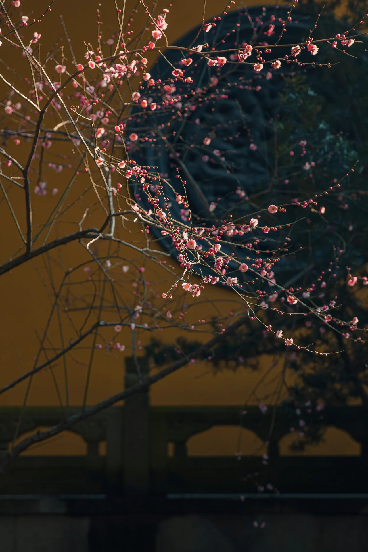 长沙 · 草木四季 · 长沙