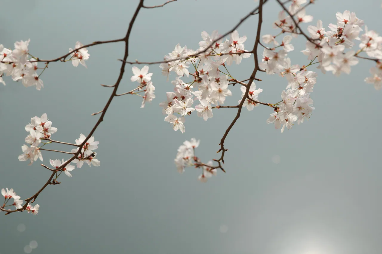 长沙 · 草木四季 · 长沙