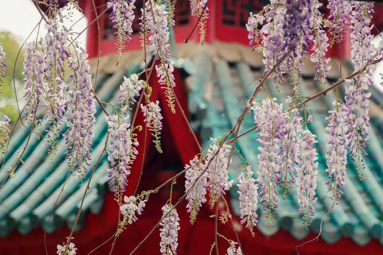长沙 · 草木四季 · 长沙
